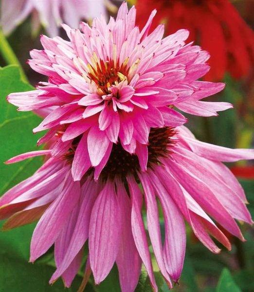 Echinacea purpurea 'Double Decker'